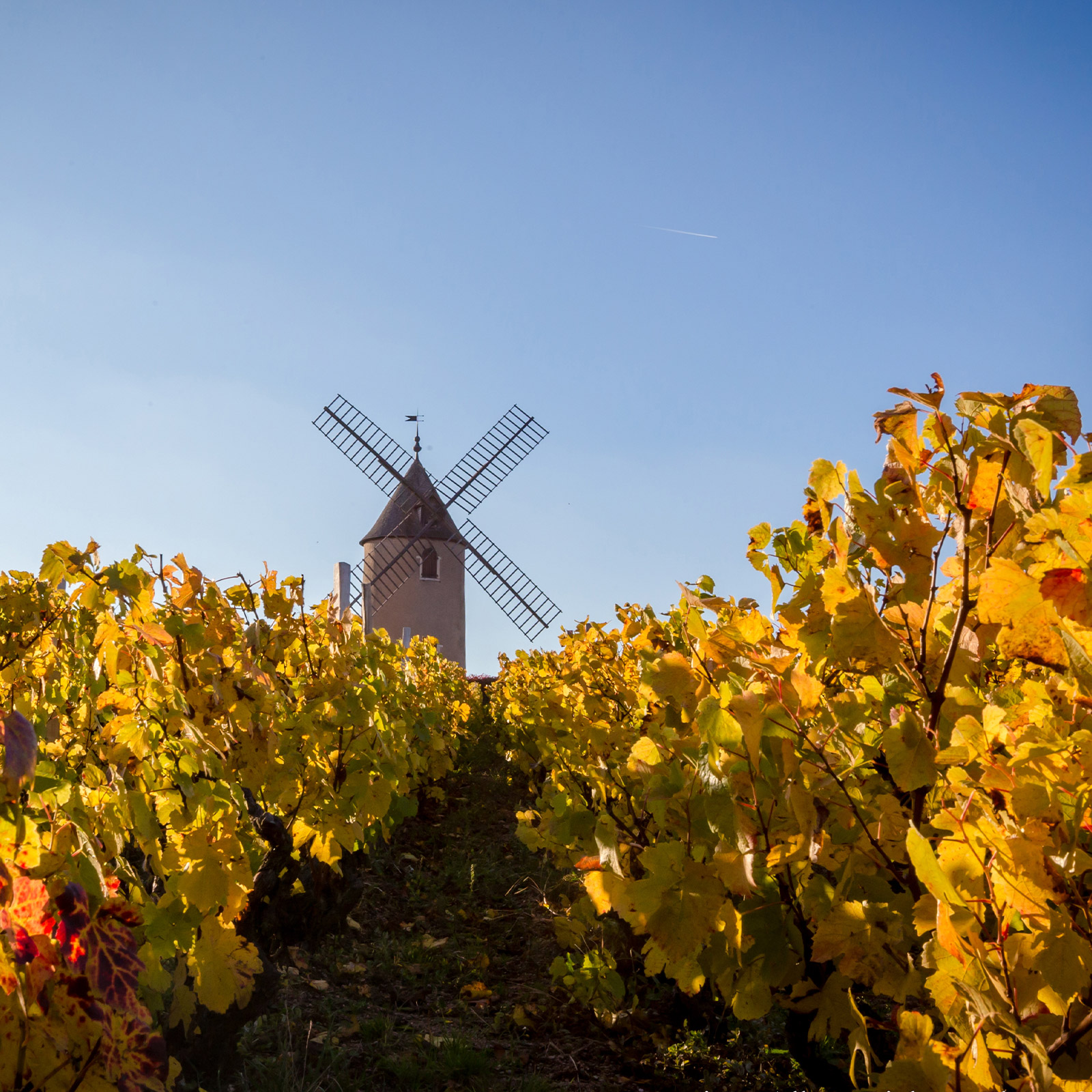 A windmill in a wine vineyard