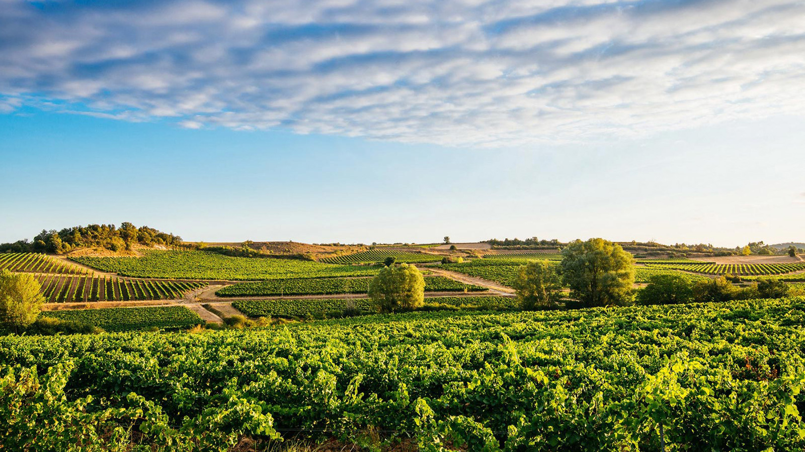 Horizon de Bichot vineyards in France